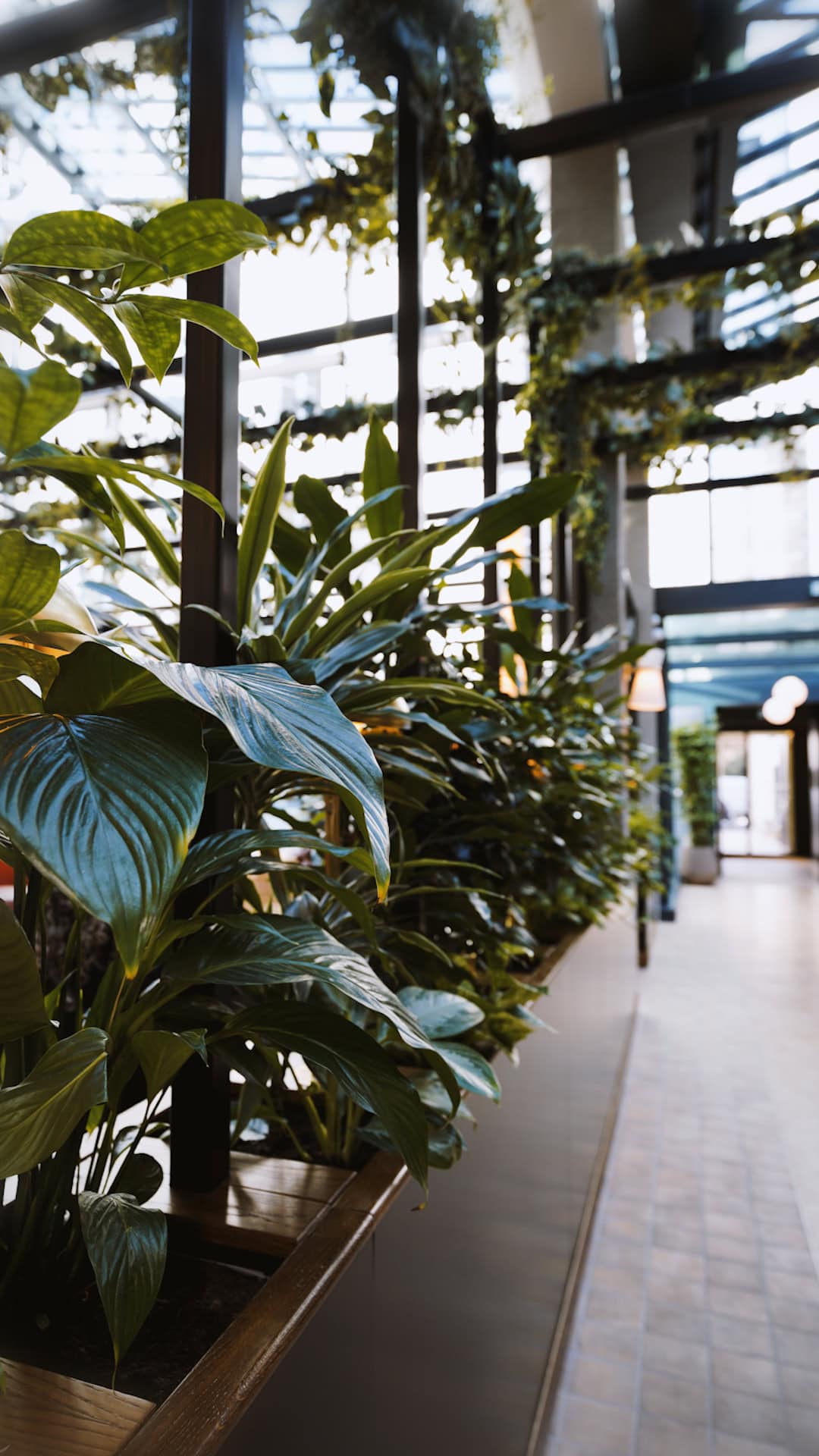 Indoor Plants Maintenance
