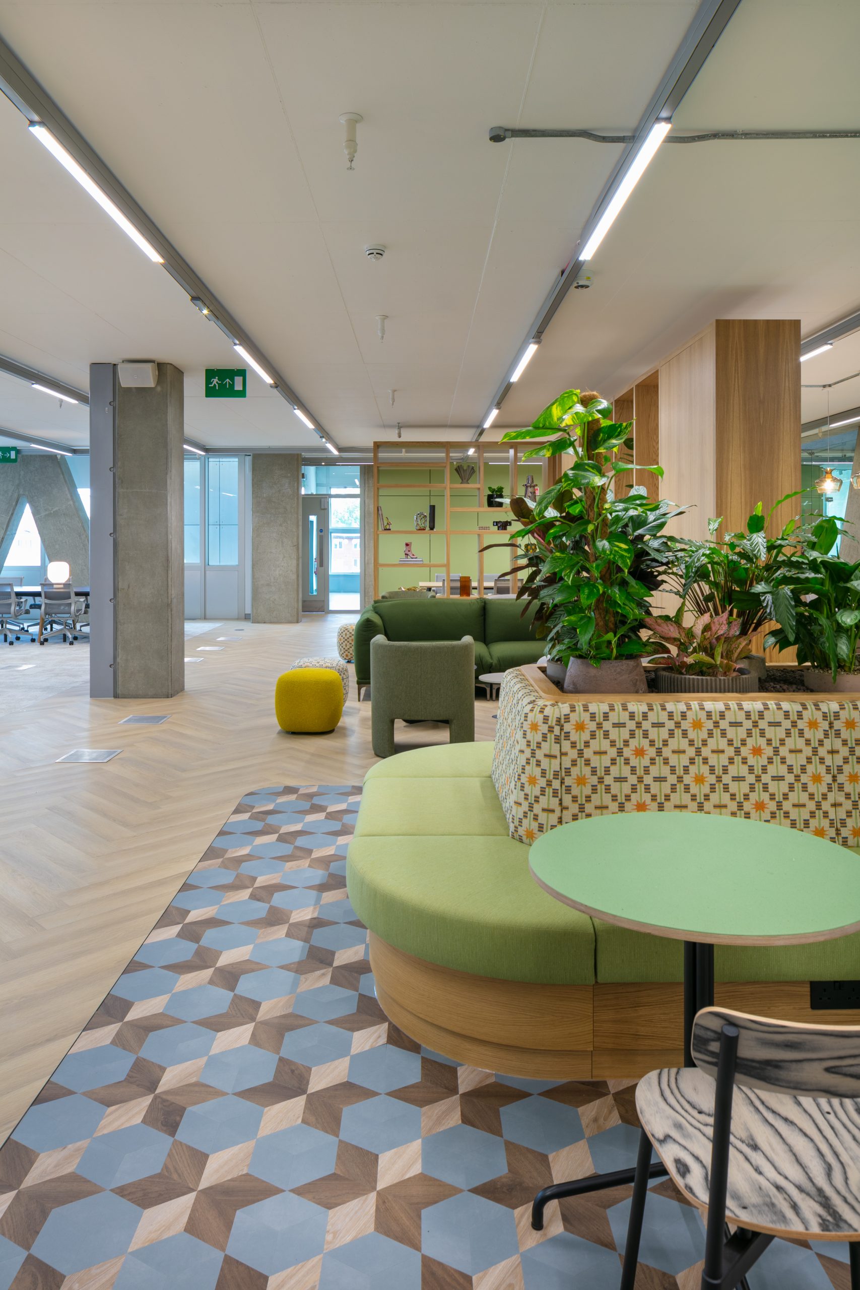 Light Water Plants, Supply and Maintenance of Office Plants, London & the South