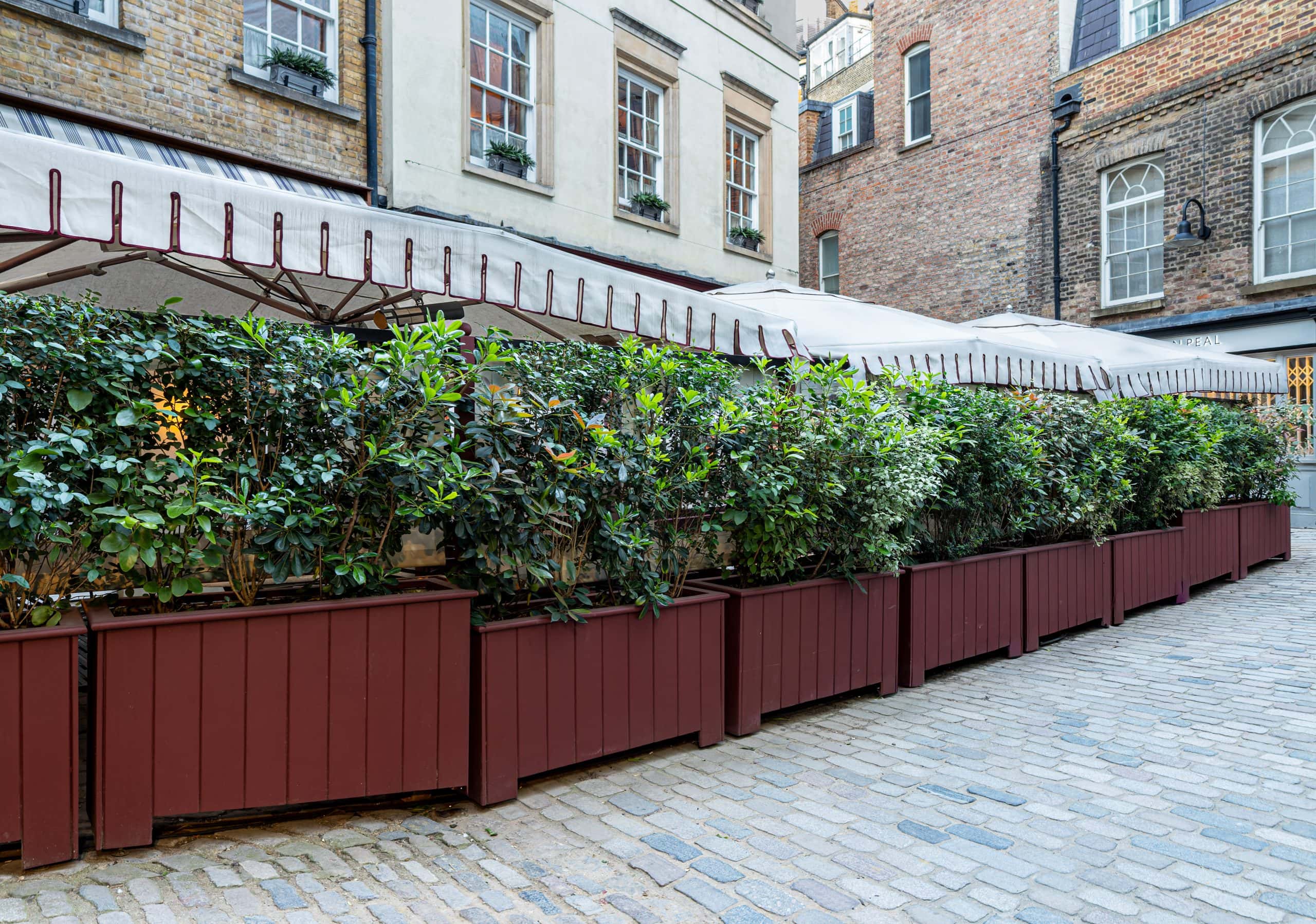 Light Water Plants, Supply and Maintenance of Office Plants, London & the South