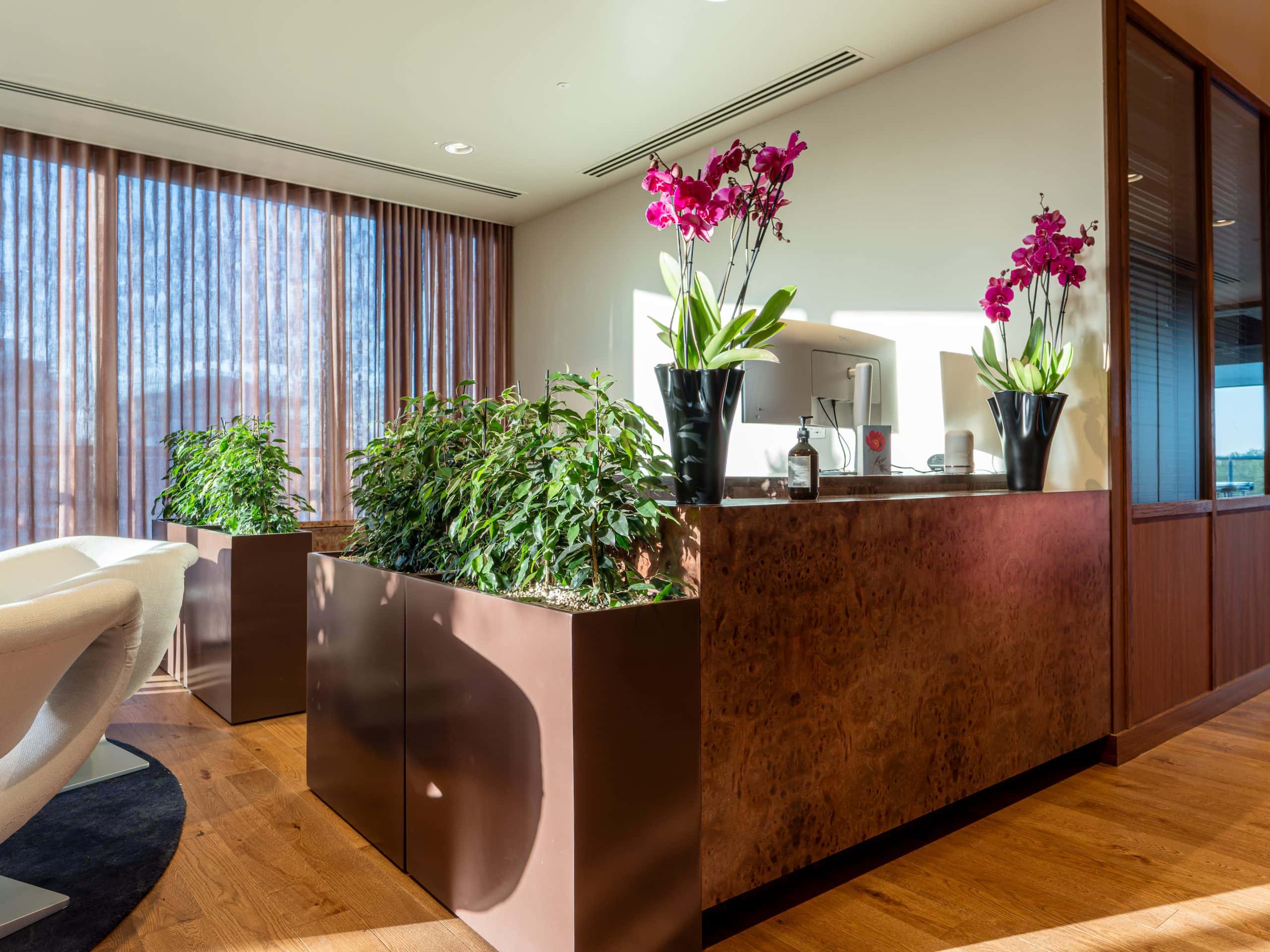 Light Water Plants, Supply and Maintenance of Office Plants, London & the South