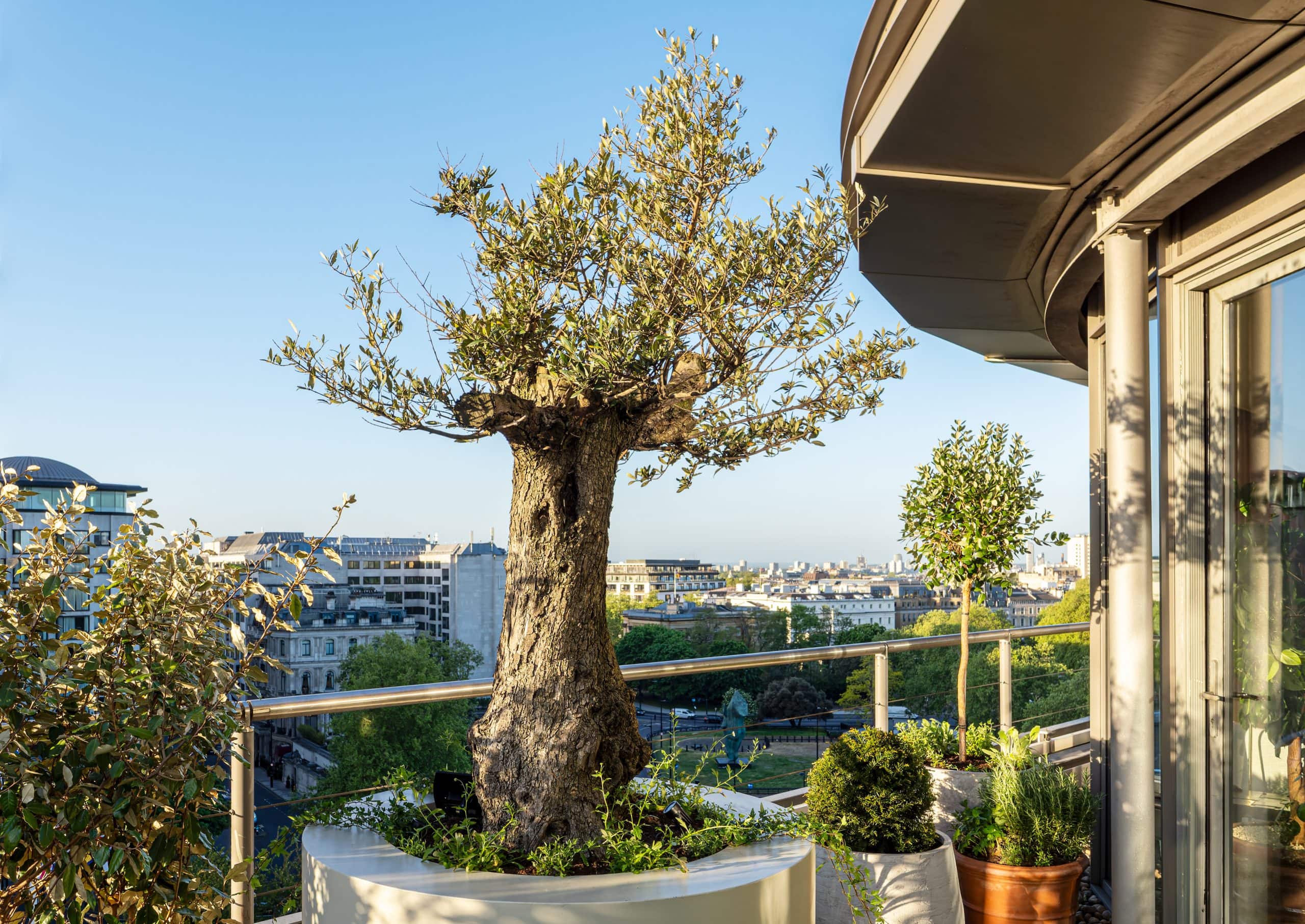 Light Water Plants, Supply and Maintenance of Office Plants, London & the South