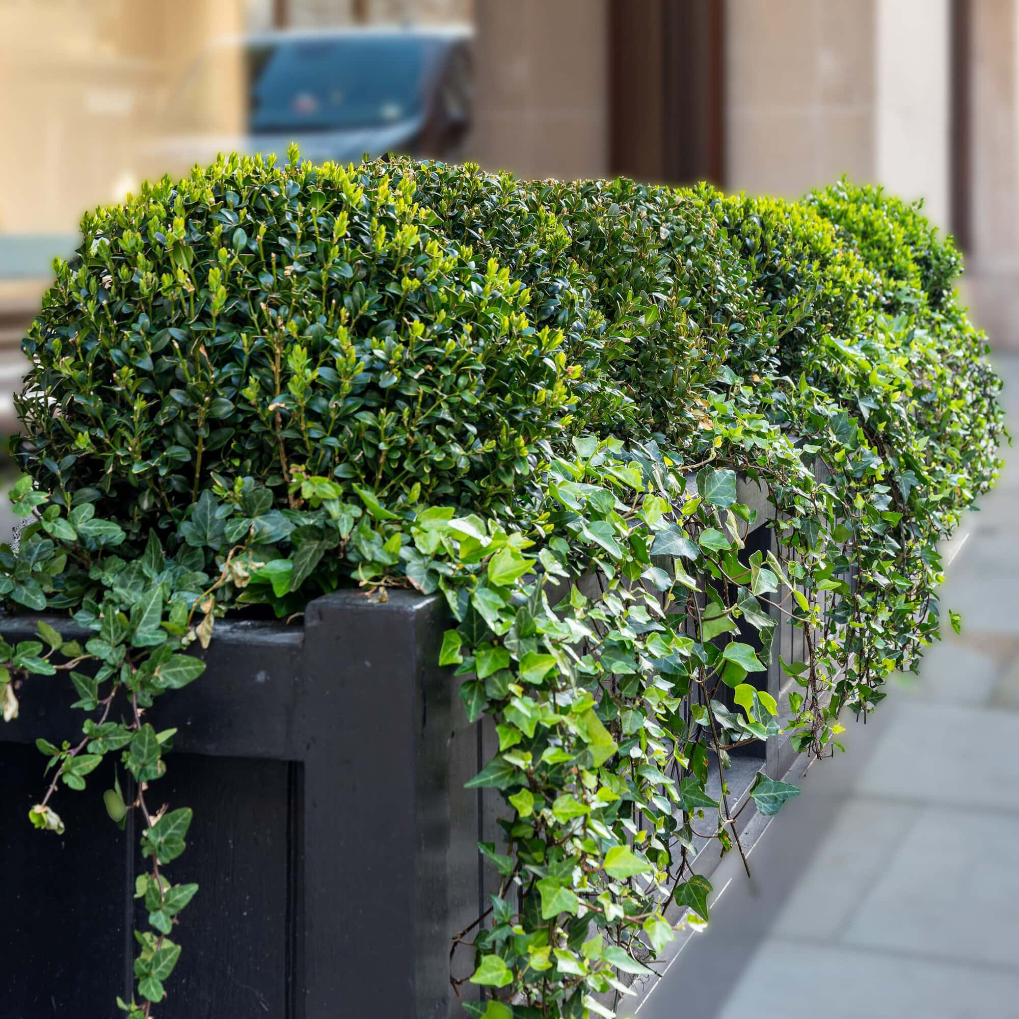 Light Water Plants, Supply and Maintenance of Office Plants, London & the South