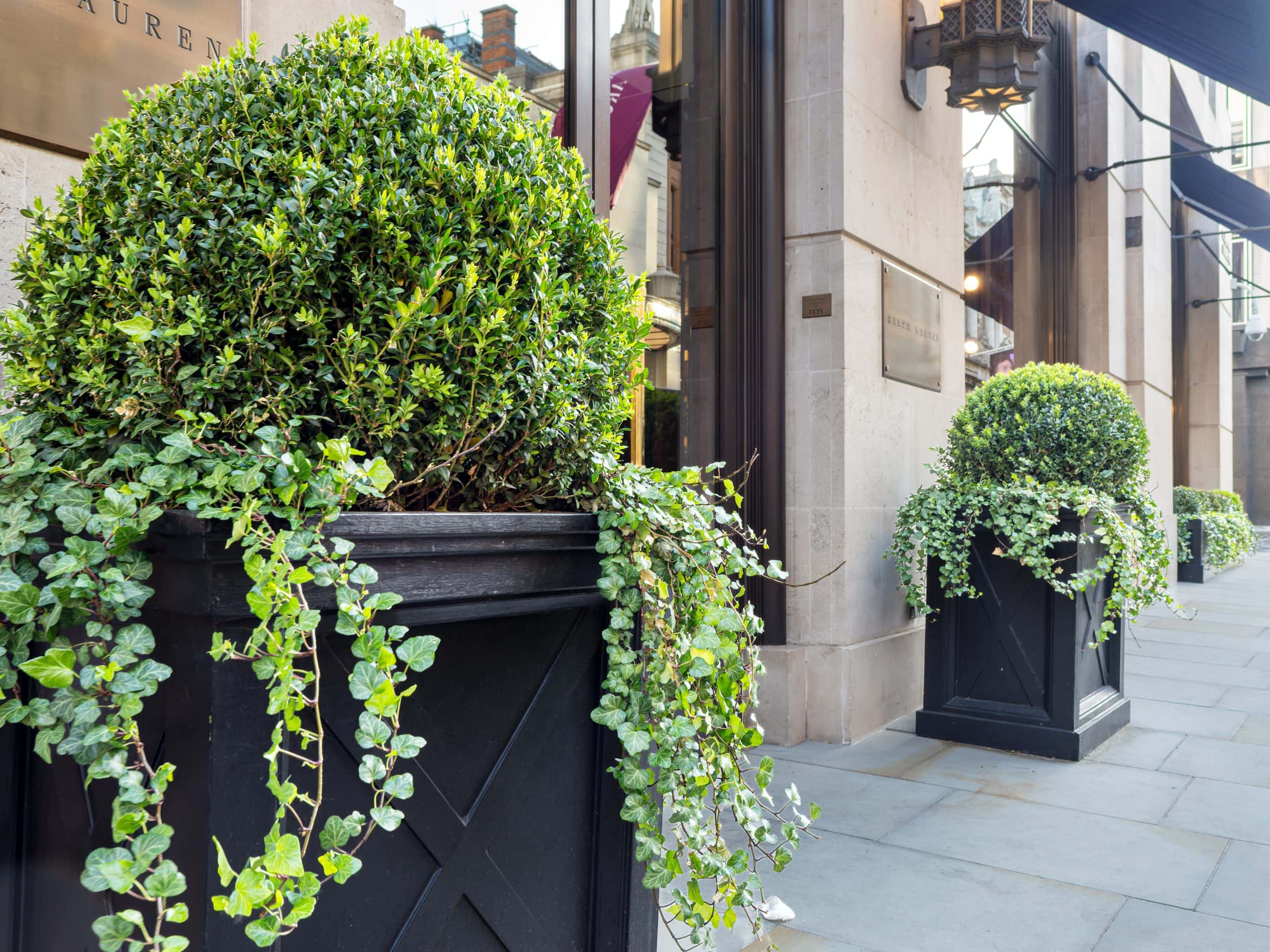 Light Water Plants, Supply and Maintenance of Office Plants, London & the South