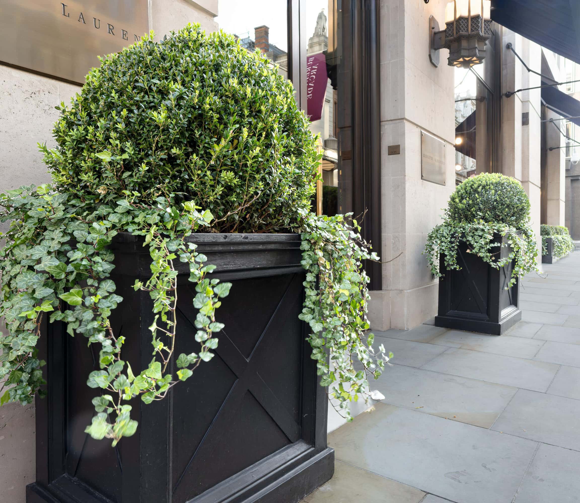 Light Water Plants, Supply and Maintenance of Office Plants, London & the South