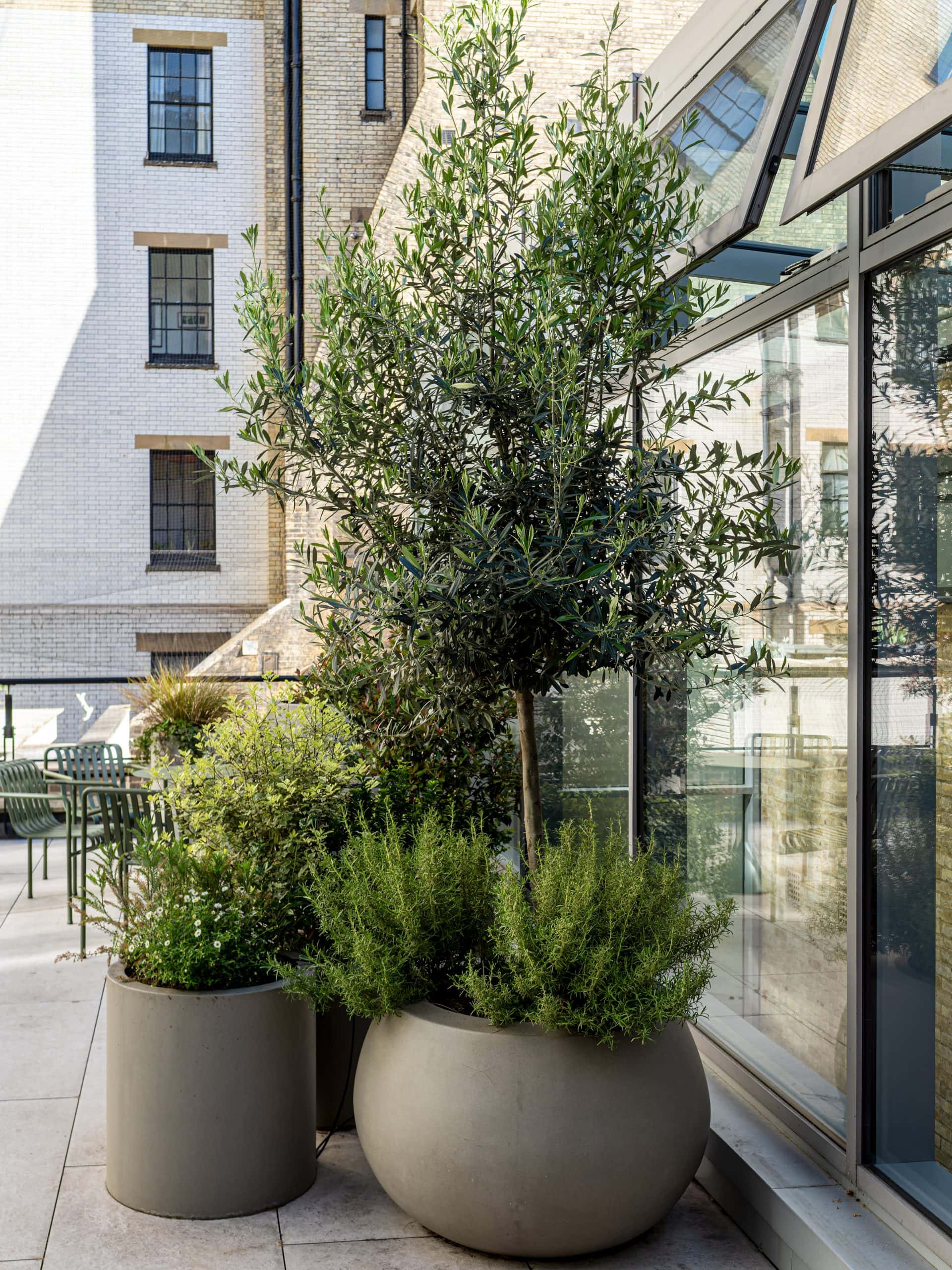 Light Water Plants, Supply and Maintenance of Office Plants, London & the South