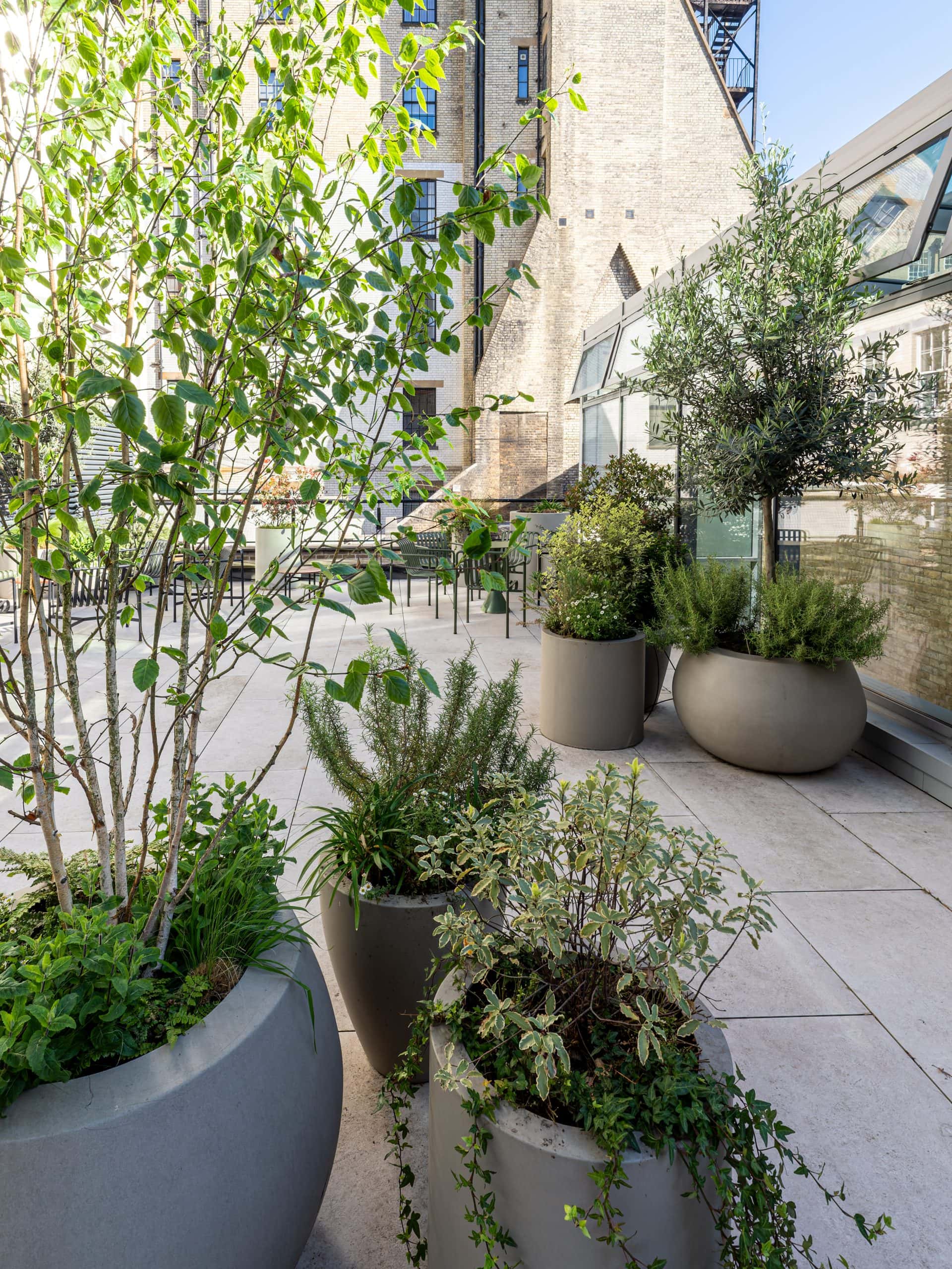 Light Water Plants, Supply and Maintenance of Office Plants, London & the South