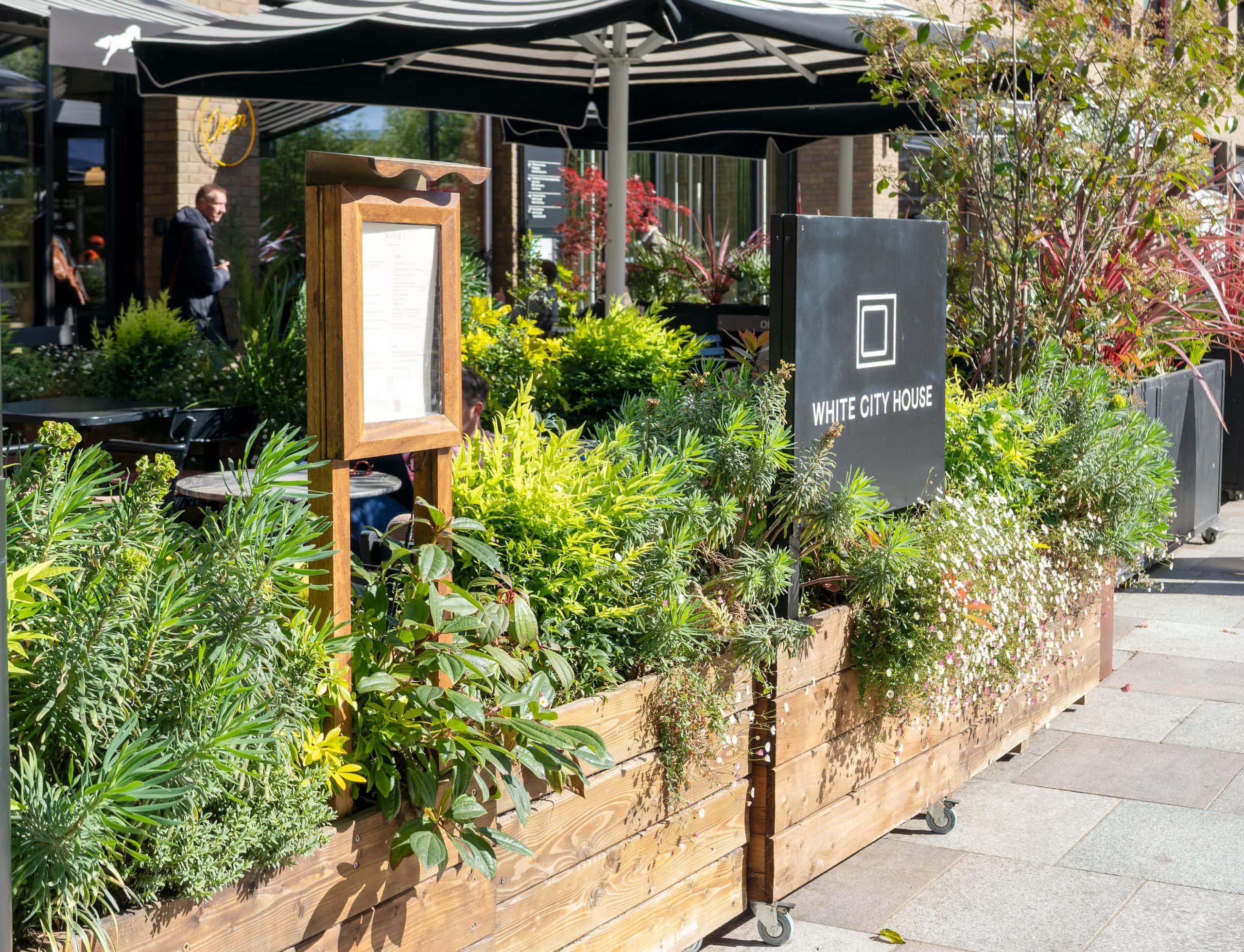 Light Water Plants, Supply and Maintenance of Office Plants, London & the South