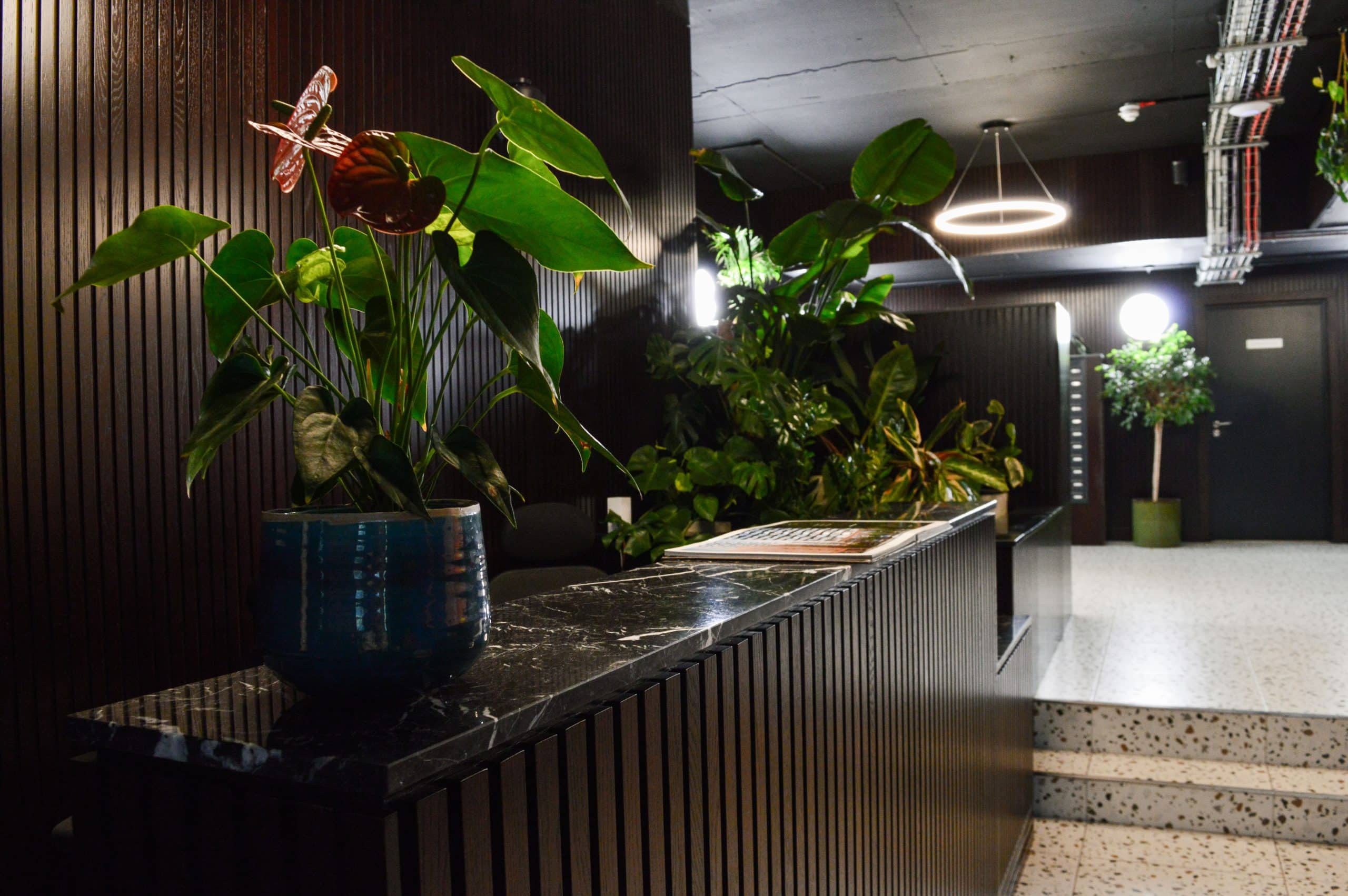 Light Water Plants, Supply and Maintenance of Office Plants, London & the South