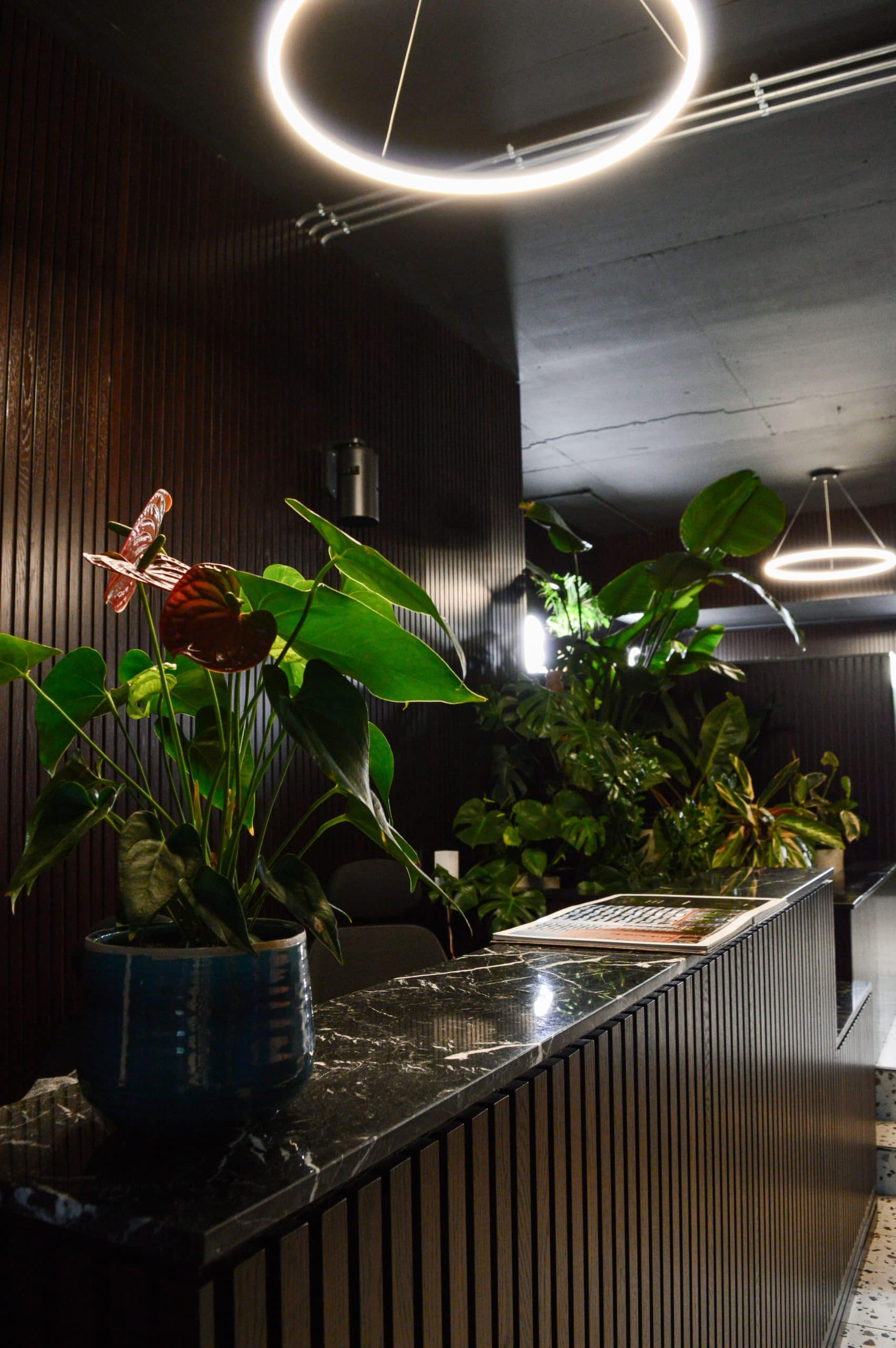 Light Water Plants, Supply and Maintenance of Office Plants, London & the South