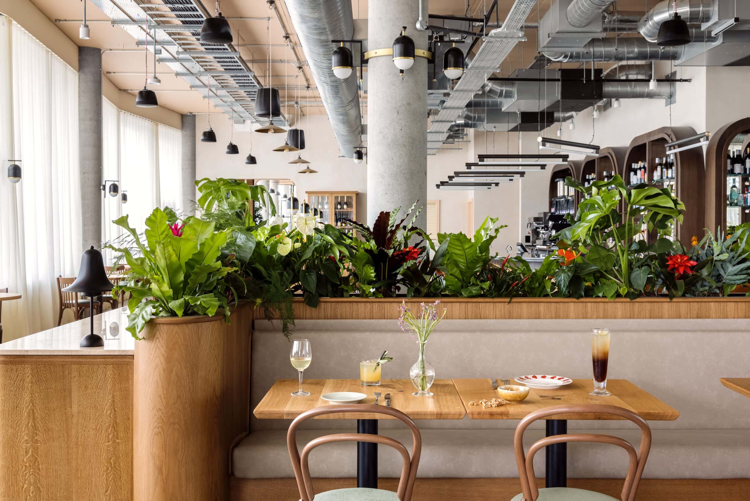 Light Water Plants, Supply and Maintenance of Office Plants, London & the South